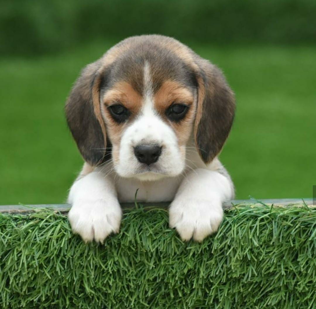 India how beagle much cost in a does How much